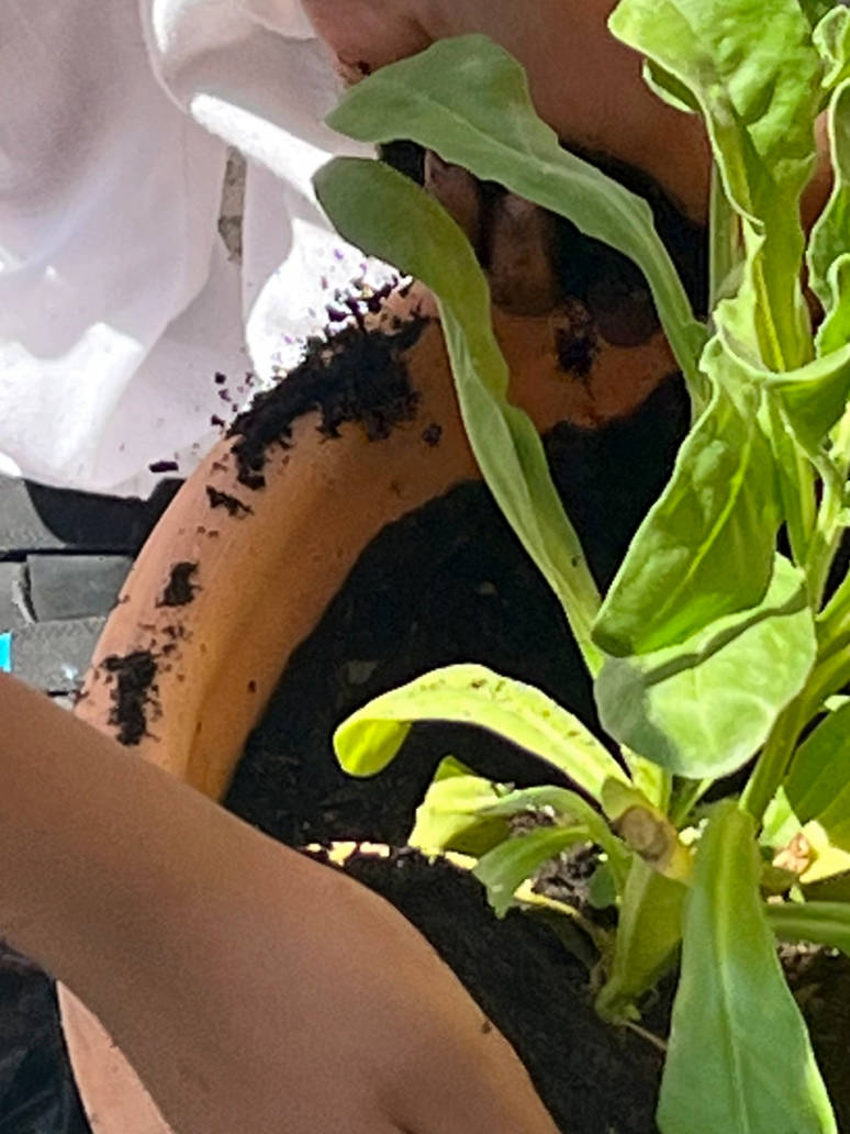 Supporting the Community | Shree Ghanapathy Temple